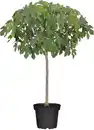 Bild 1 von Ficus Carica Feigenbaum 180-200 cm hoch im 35 Liter Container