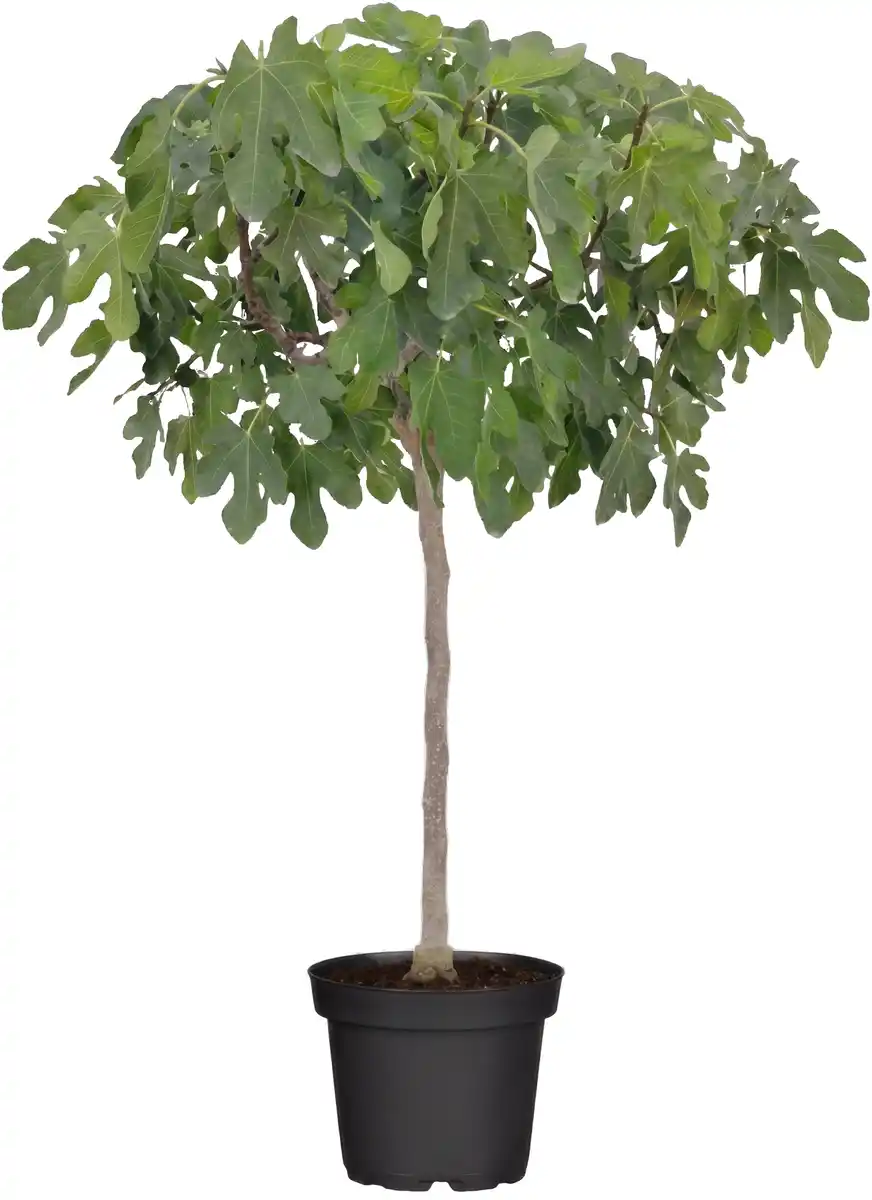 Bild 1 von Ficus Carica Feigenbaum 180-200 cm hoch im 35 Liter Container