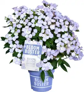 Hydrangea mac. Hortensie Bloombuster Neue Generation 23 cm Topf