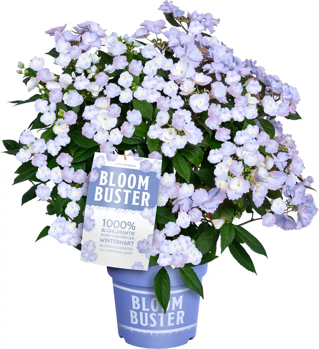 Bild 1 von Hydrangea mac. Hortensie Bloombuster Neue Generation 23 cm Topf