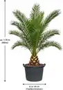 Bild 1 von Dattelpalme Phoenix canariensis 50 cm Topf