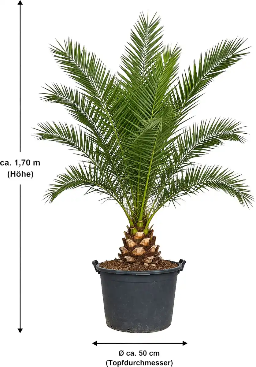 Bild 1 von Dattelpalme Phoenix canariensis 50 cm Topf