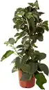 Bild 1 von Kiwipflanze Actinidia H ca 80 cm 20 cm Topf