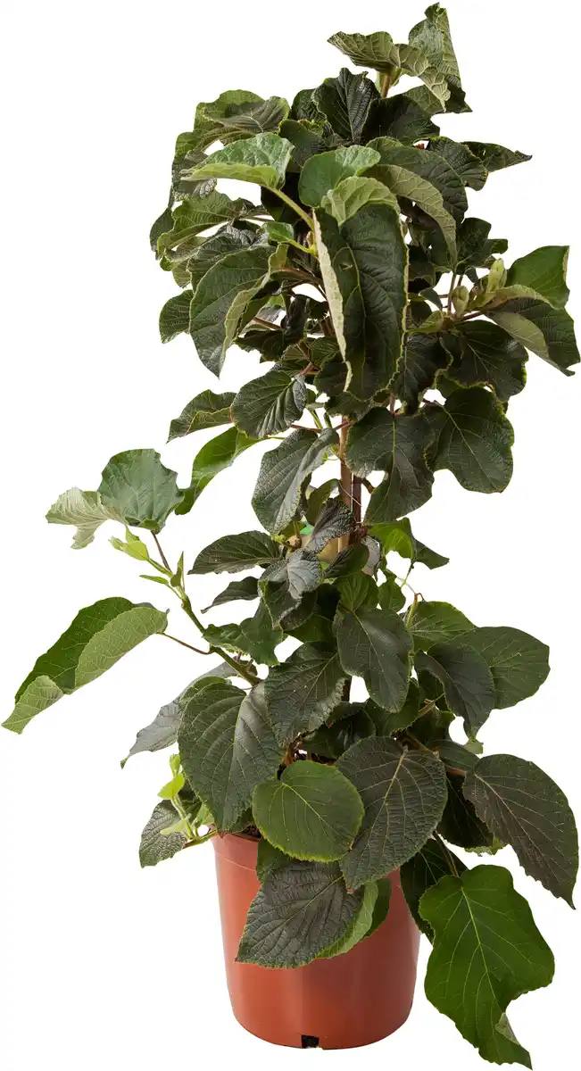 Bild 1 von Kiwipflanze Actinidia H ca 80 cm 20 cm Topf