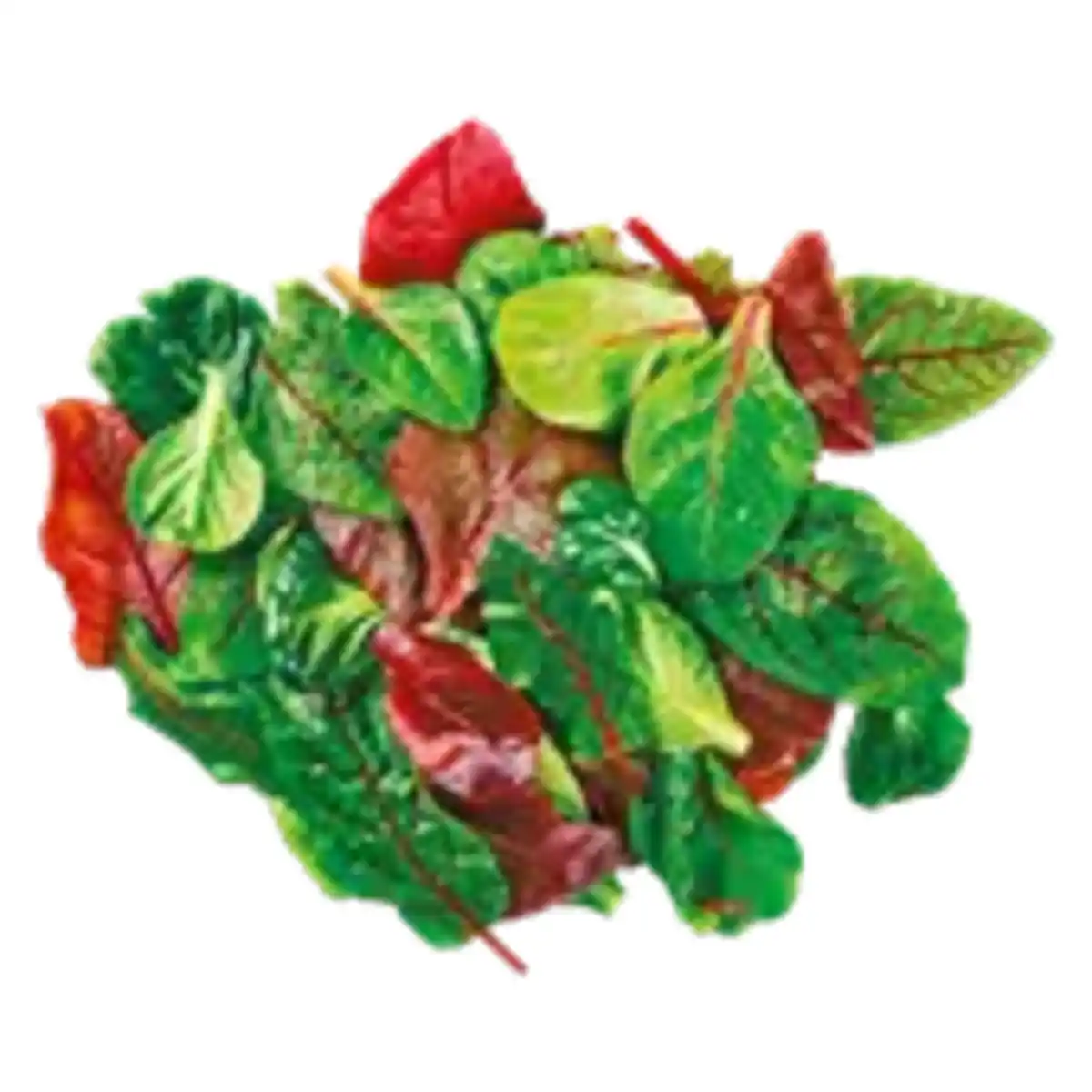 Bild 1 von GO Regio Pflücksalat