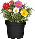Bild 1 von Portulakröschen Portulaca grandiflora 9 cm Topf