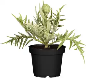 Einsteinkräuter Cynara cardunculus subsp. Scolymus Artischocke 13 cm Topf