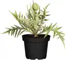 Bild 1 von Einsteinkräuter Cynara cardunculus subsp. Scolymus Artischocke 13 cm Topf