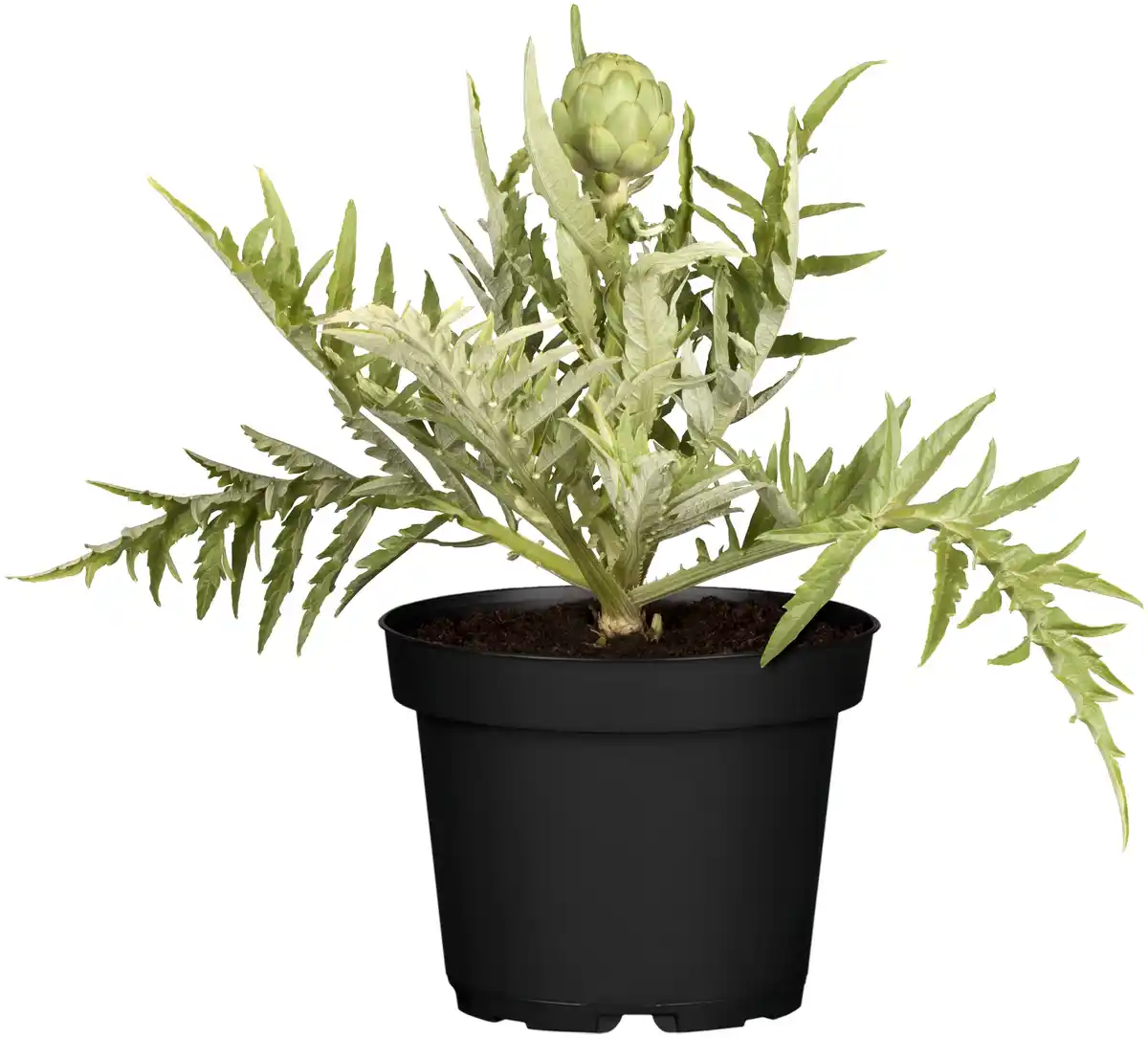 Bild 1 von Einsteinkräuter Cynara cardunculus subsp. Scolymus Artischocke 13 cm Topf