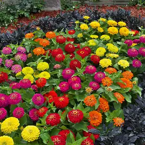 Zinnien
