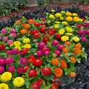 Bild 1 von Zinnien