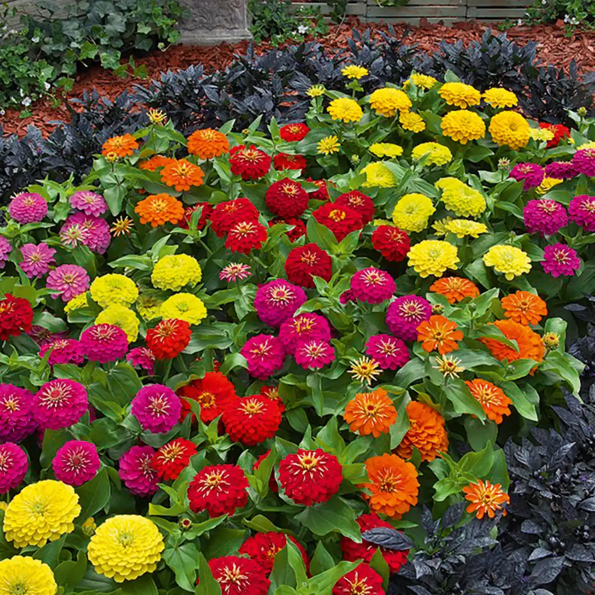 Bild 1 von Zinnien