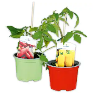 Fruchtgemüse / Tomaten "Gartenperle"