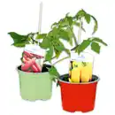 Bild 1 von Fruchtgemüse / Tomaten "Gartenperle"
