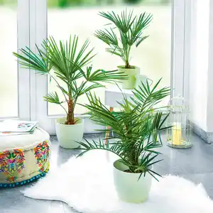 Finest Garden Palme XL