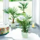 Bild 1 von Finest Garden Palme XL