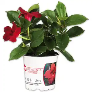 Dipladenia