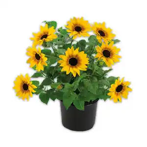 Sonnenblume "SUNbelievable™"