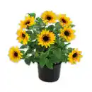 Bild 1 von Sonnenblume "SUNbelievable™"