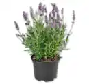 Bild 1 von Lavendel*