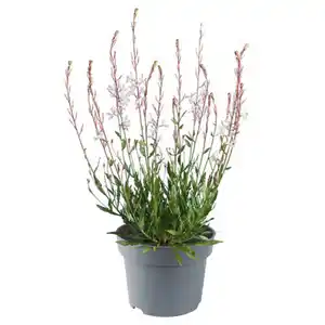 GARDENLINE Stauden Gaura Ellura