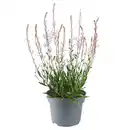 Bild 1 von GARDENLINE Stauden Gaura Ellura