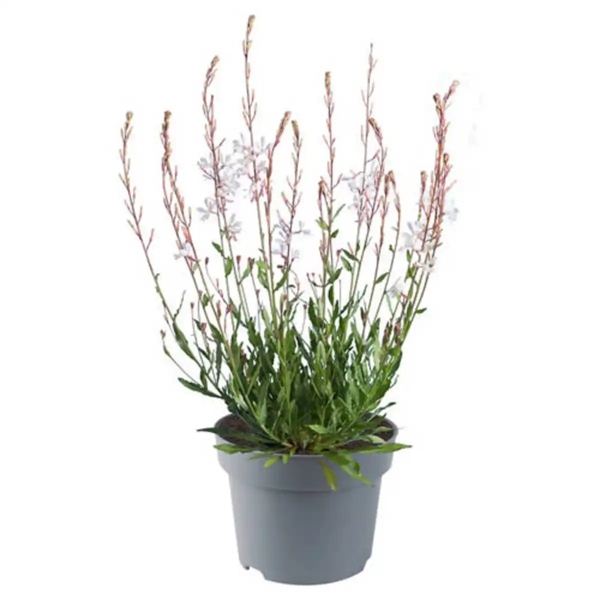 Bild 1 von GARDENLINE Stauden Gaura Ellura