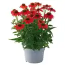 Bild 1 von GARDENLINE Stauden Echinacea Lakota