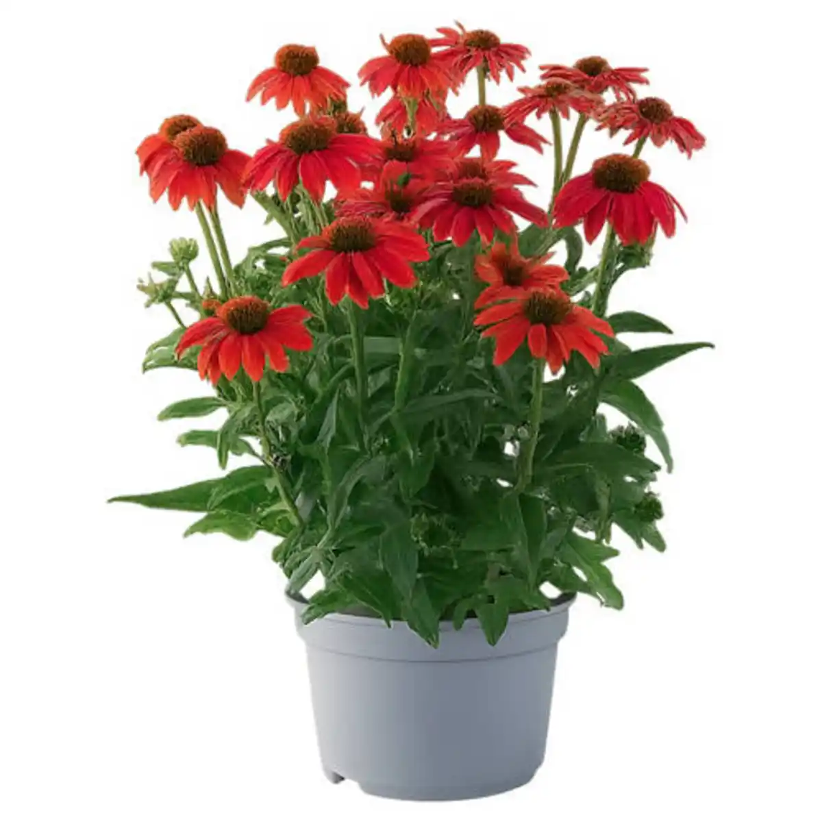 Bild 1 von GARDENLINE Stauden Echinacea Lakota
