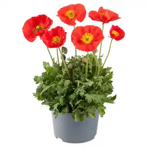 GARDENLINE Stauden Papaver Nudicaule