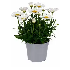 GARDENLINE Stauden Leucanthemum Western Star