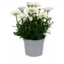 Bild 1 von GARDENLINE Stauden Leucanthemum Western Star