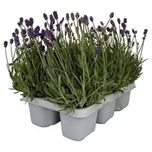 GARDENLINE Lavendel 6er-Tray
