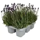 Bild 1 von GARDENLINE Lavendel 6er-Tray