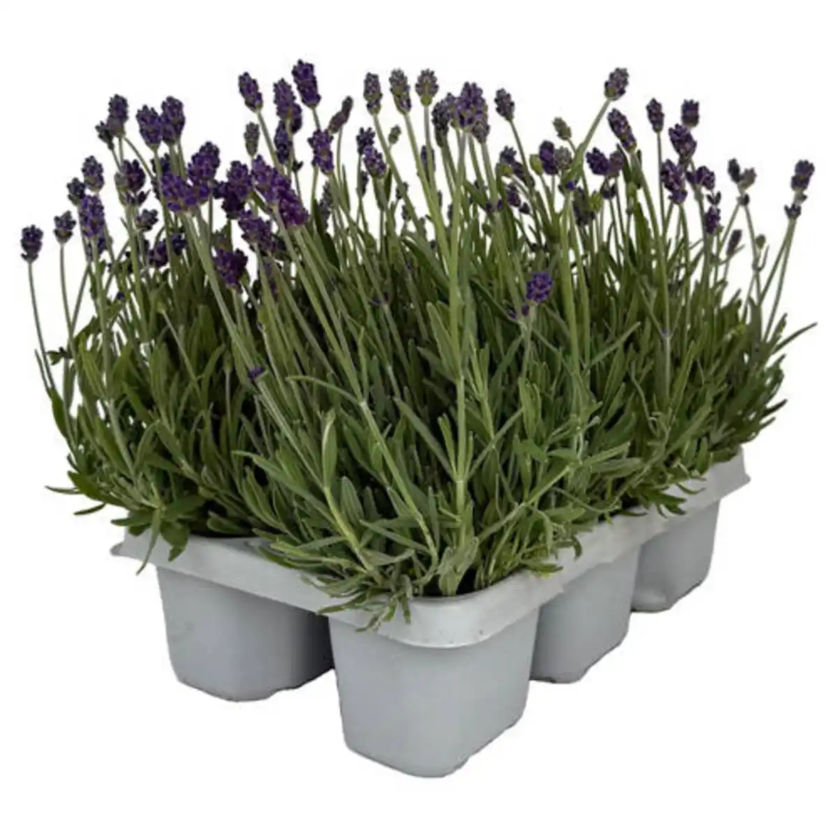 Bild 1 von GARDENLINE Lavendel 6er-Tray