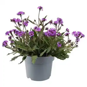 GARDENLINE Stauden Verbene Rigida Venosa