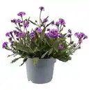 Bild 1 von GARDENLINE Stauden Verbene Rigida Venosa