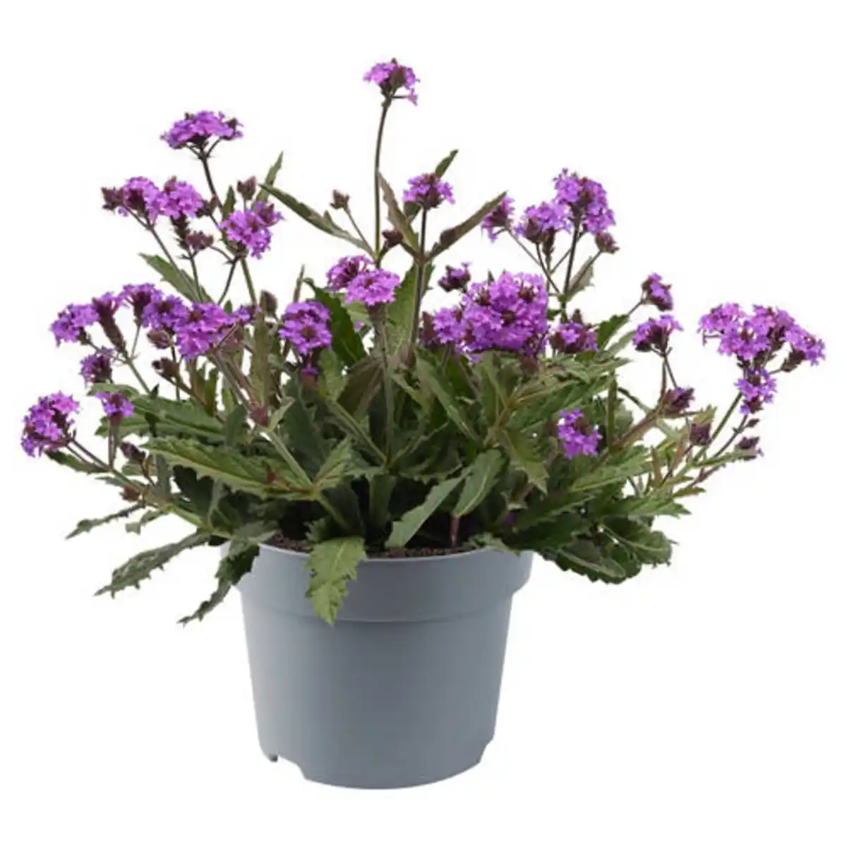 Bild 1 von GARDENLINE Stauden Verbene Rigida Venosa