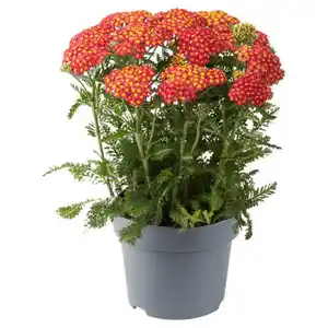 GARDENLINE Stauden Achillea Milly Rock