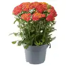 Bild 1 von GARDENLINE Stauden Achillea Milly Rock