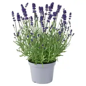 GARDENLINE Stauden Lavendel Blue Scent