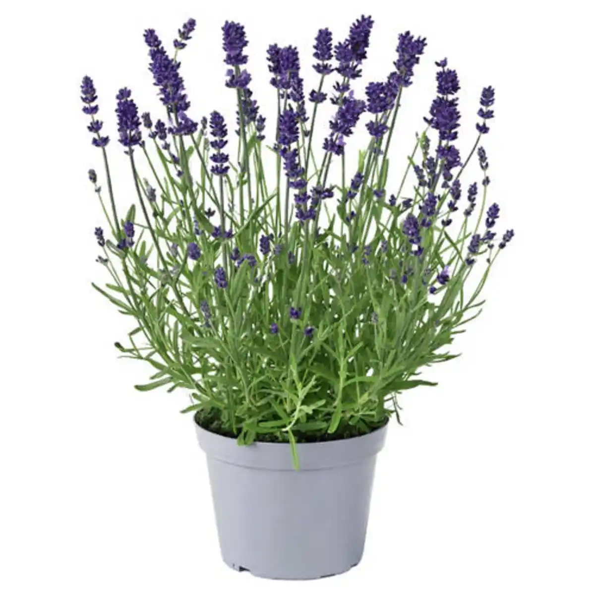 Bild 1 von GARDENLINE Stauden Lavendel Blue Scent