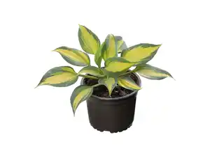 Hosta versch. Sorten