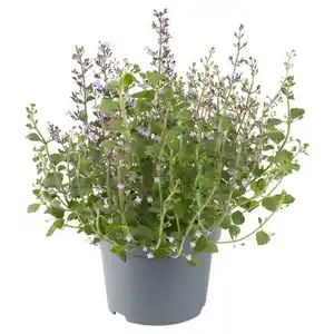 GARDENLINE Stauden Calamintha Marvelette