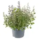 Bild 1 von GARDENLINE Stauden Calamintha Marvelette