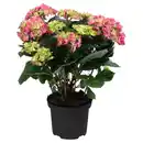 Bild 1 von GARDENLINE Gartenhortensie rosa