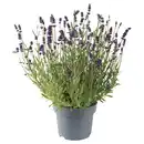 Bild 1 von GARDENLINE Lavendel