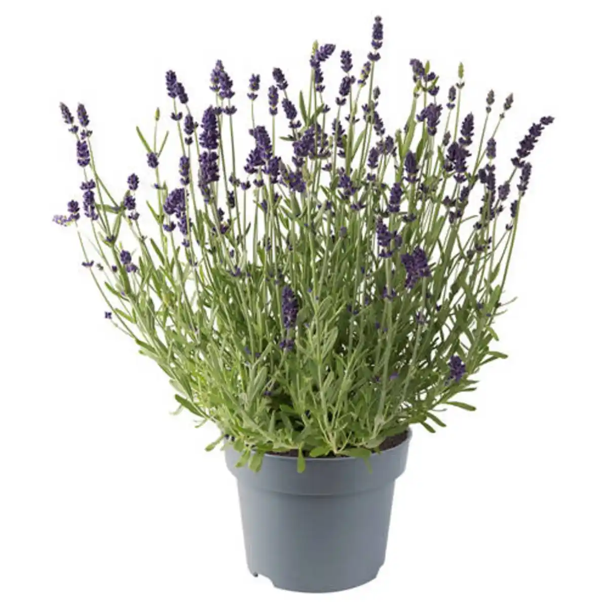 Bild 1 von GARDENLINE Lavendel