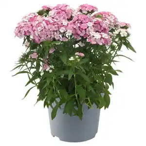 GARDENLINE Stauden Dianthus Barbatus