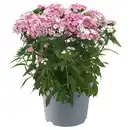 Bild 1 von GARDENLINE Stauden Dianthus Barbatus